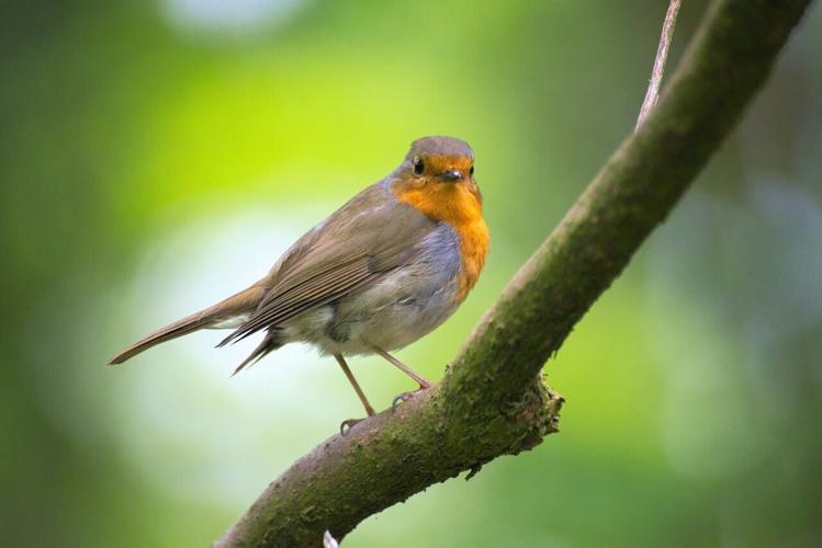 European Robin